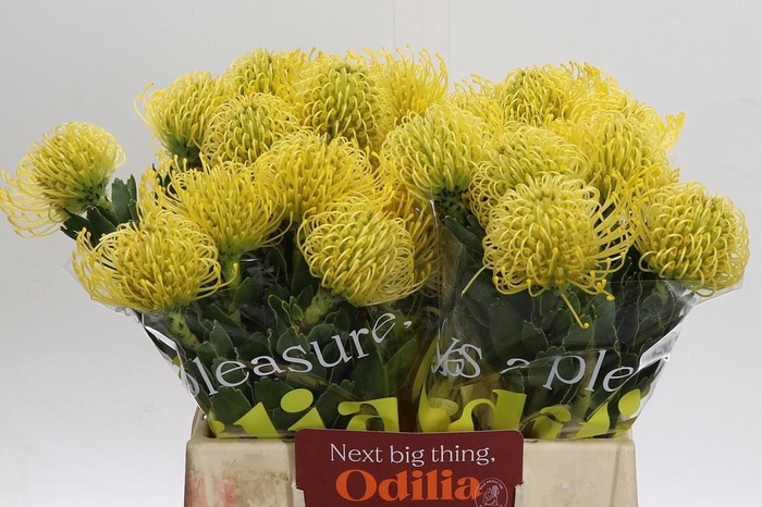 <h4>LEUCO NUTANS HIGH GOLD*</h4>