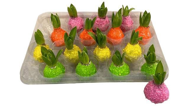 <h4>HYACIN WAX SPRING MIX</h4>