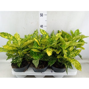 Aucuba japonica   ...