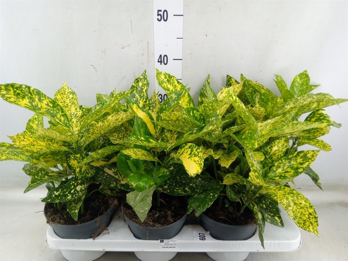 <h4>Aucuba japonica   ...</h4>