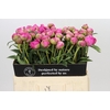 Paeonia Glory Hallelujah