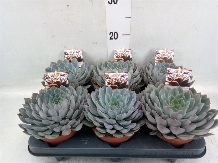 <h4>Echeveria   ...</h4>