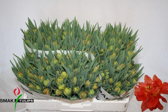 <h4>TU DU VIKING</h4>