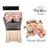 R TR ROYAL BLUSH (VIP)