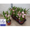 Zant Dutch Pink