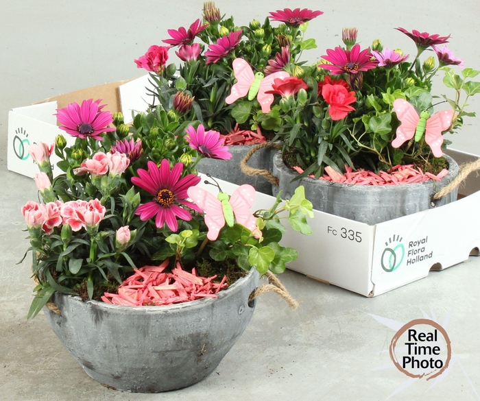 <h4>ARR TUINPLANTEN</h4>