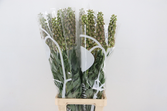 <h4>FRIT MAGIC BELLS</h4>