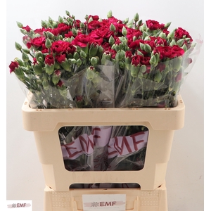 DI TR KINGFISH SPECI