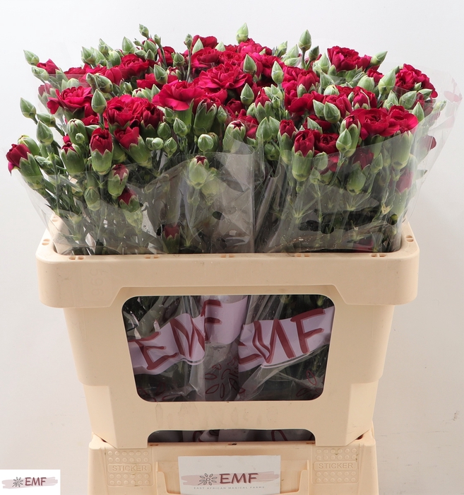 <h4>Di Tr Kingfish Speci</h4>