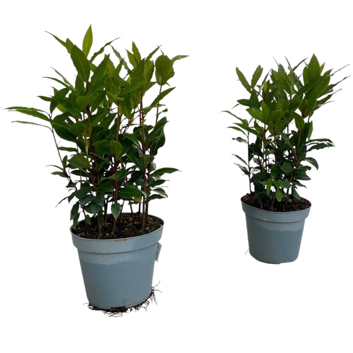 <h4>Laurus nobilis struik</h4>