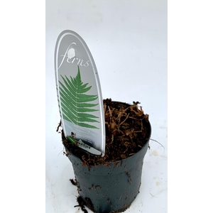 Matteuccia struthiopteris