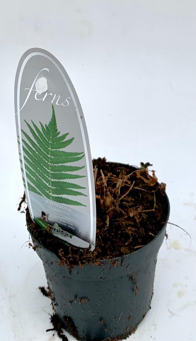 <h4>Matteuccia struthiopteris</h4>