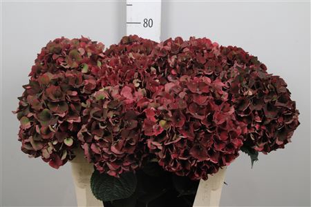 <h4>Hydr Cl M Rubyrd</h4>
