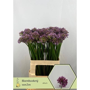 ALLIUM SENESCENS