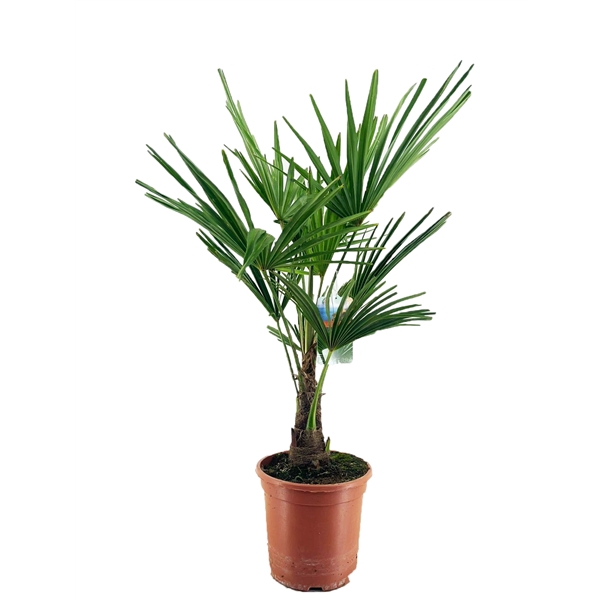 <h4>Trachycarpus fortunei</h4>