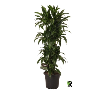 Dracaena der. Art vertakt