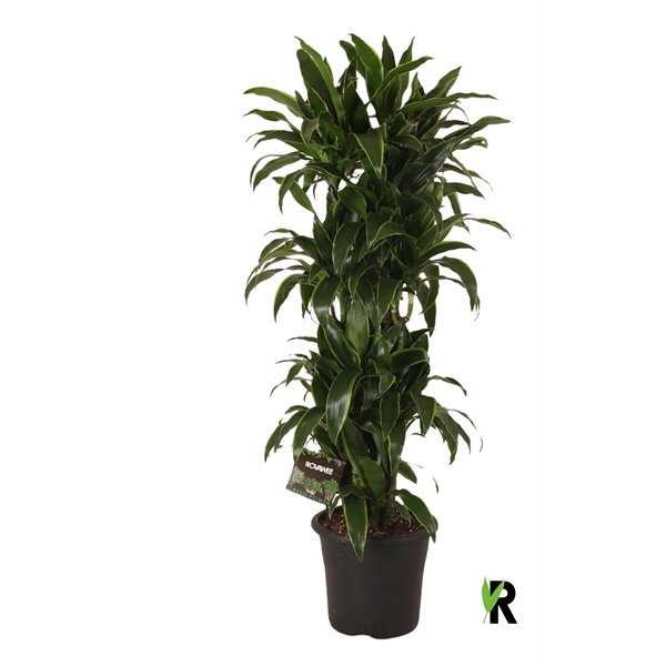 <h4>Dracaena der. Art vertakt</h4>