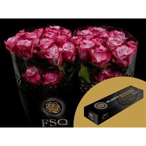 R Gr Deep Purple Box