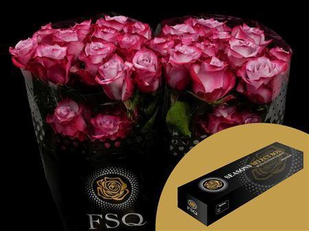 <h4>R Gr Deep Purple Box</h4>