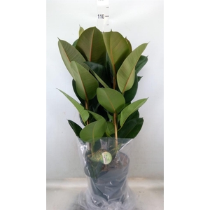 Ficus elastica 'Robusta'