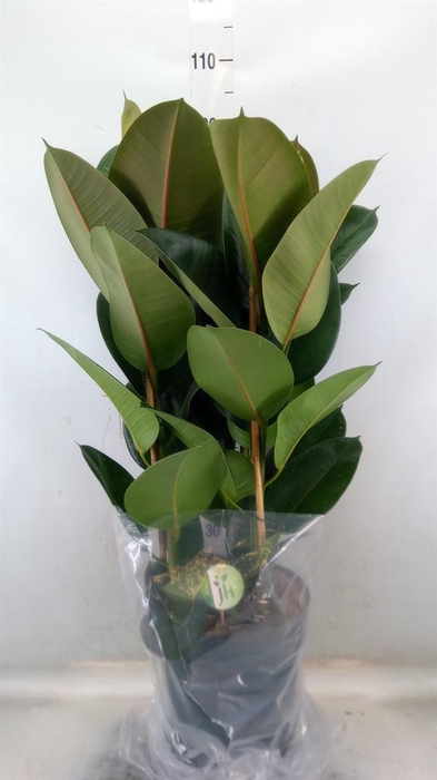 <h4>Ficus elastica 'Robusta'</h4>
