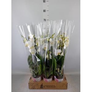 Phalaenopsis  'Ant Nottingham'