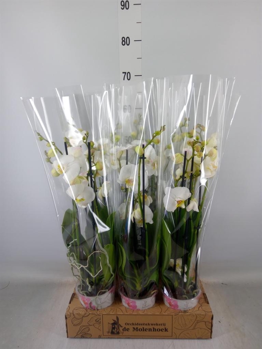 <h4>Phalaenopsis  'Ant Nottingham'</h4>