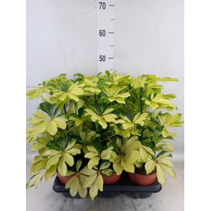 Schefflera arbor. 'Melanie'