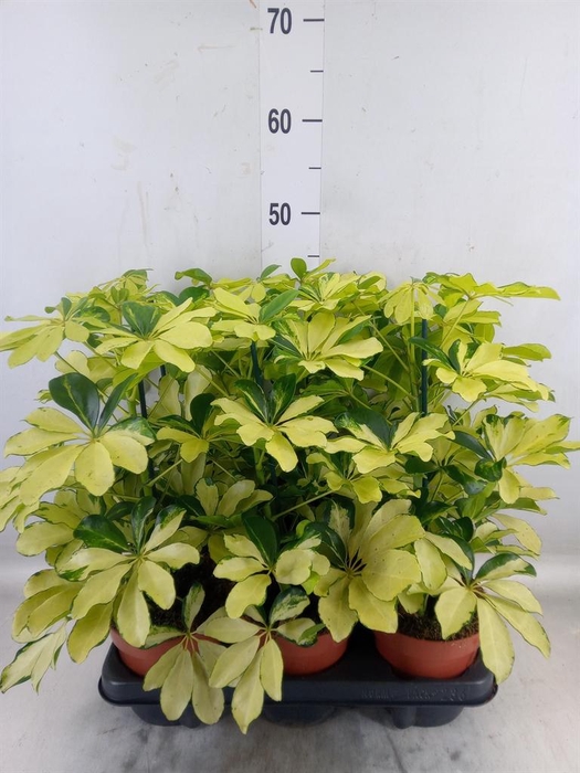 <h4>Schefflera arbor. 'Melanie'</h4>