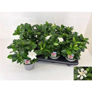 Gardenia Jasminoides 4 Bloemen+