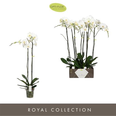 <h4>Phal Diamond White 2 Spike 1 Meter</h4>