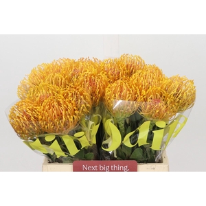 Nutans Ayoba Orange