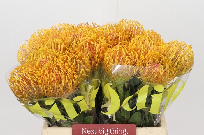 <h4>Nutans Ayoba Orange</h4>