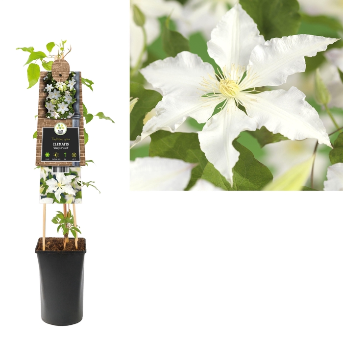 <h4>Clematis 'Gladys Picard' +3.0 label</h4>