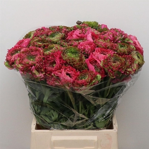 Ran Ponpon Fanny Green/cerise Super