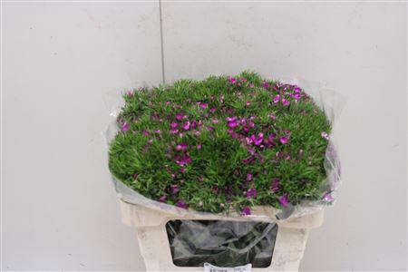 <h4>Di Barb Purple</h4>