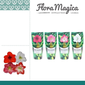 Amaryllis Mix 1 Knop in Scenza Hoes
