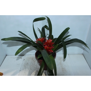 COQUETEL BROMELIA P24