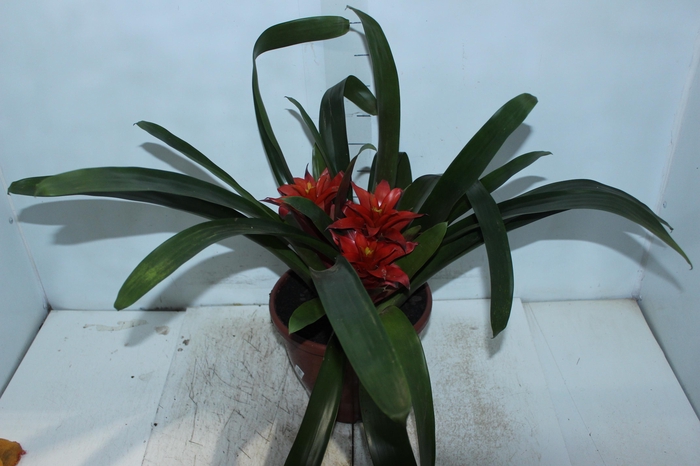 <h4>COQUETEL BROMELIA P24</h4>