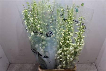 <h4>Delph El C Wh Shades</h4>