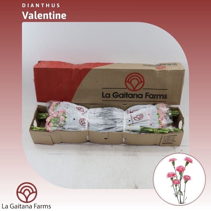 Dianthus tr Tuparro