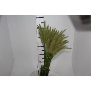 CAPIM RABO DE ESQUILO