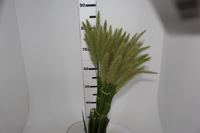 <h4>CAPIM RABO DE ESQUILO</h4>