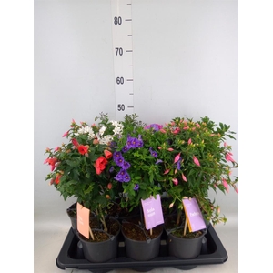 Kuipplanten   ...mix        [Patio]