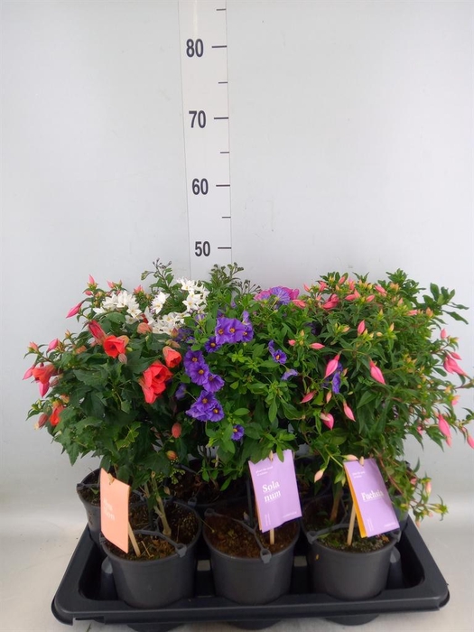 <h4>Kuipplanten   ...mix        [Patio]</h4>