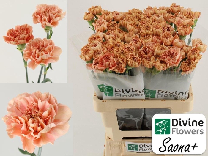 <h4>Dianthus ST 'Saona'</h4>