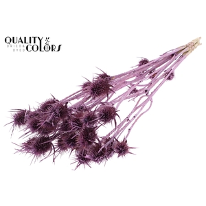 Cardi Distel 10pc/bunch 55cm Metallic Pink