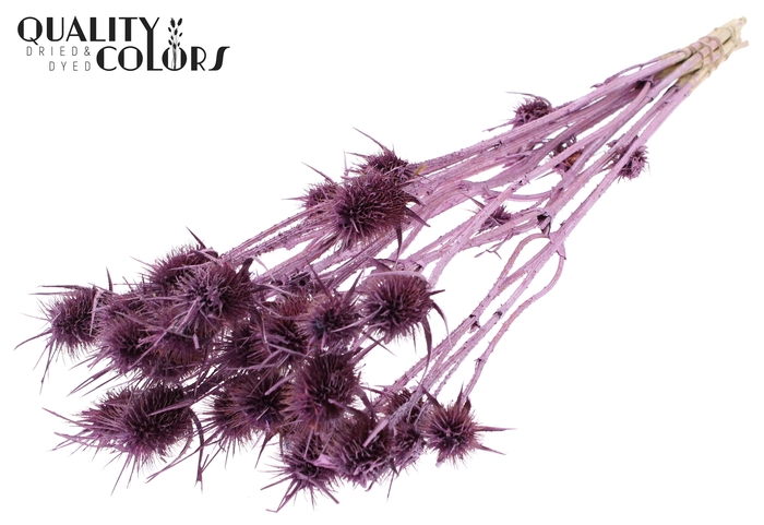 <h4>Cardi Distel 10pc/bunch 55cm Metallic Pink</h4>