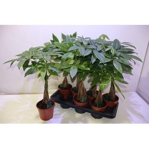 Pachira Aquatica