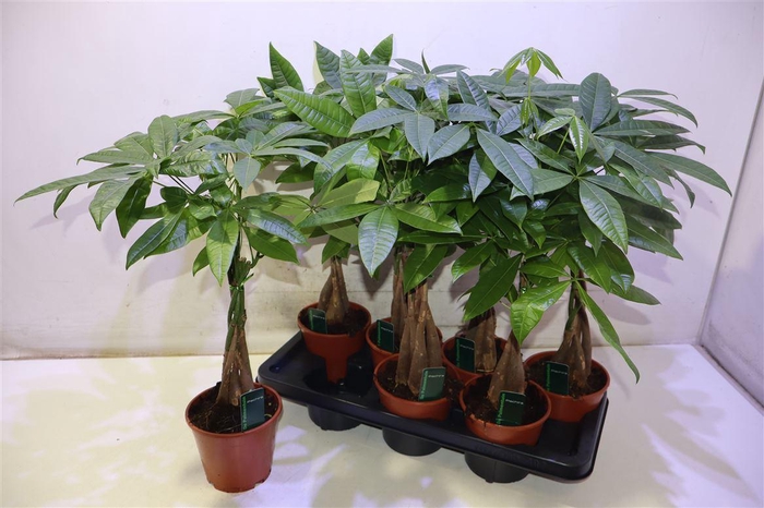 <h4>Pachira Aquatica</h4>